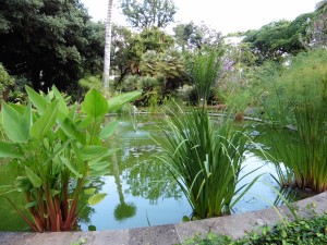 The pond in the middle of the gardens          